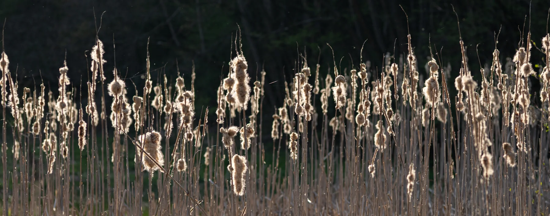 Photographie und die Symbiose mit der Natur