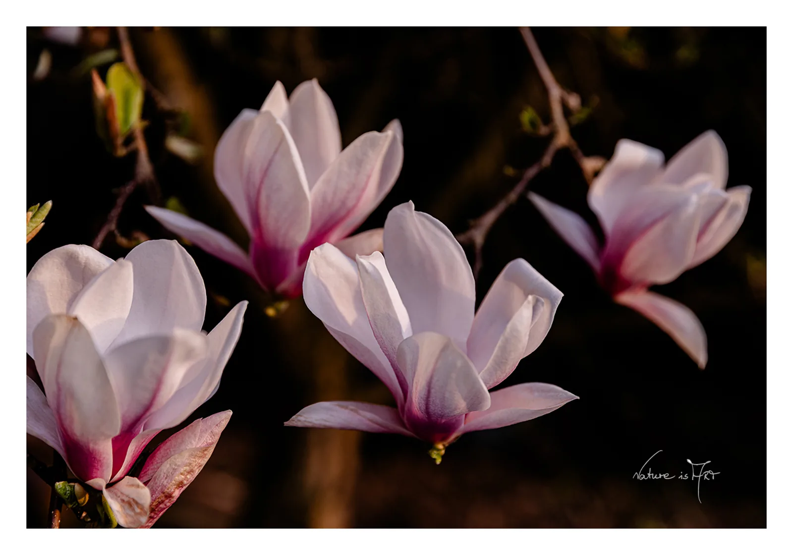 Postkarten Blüten-Edition