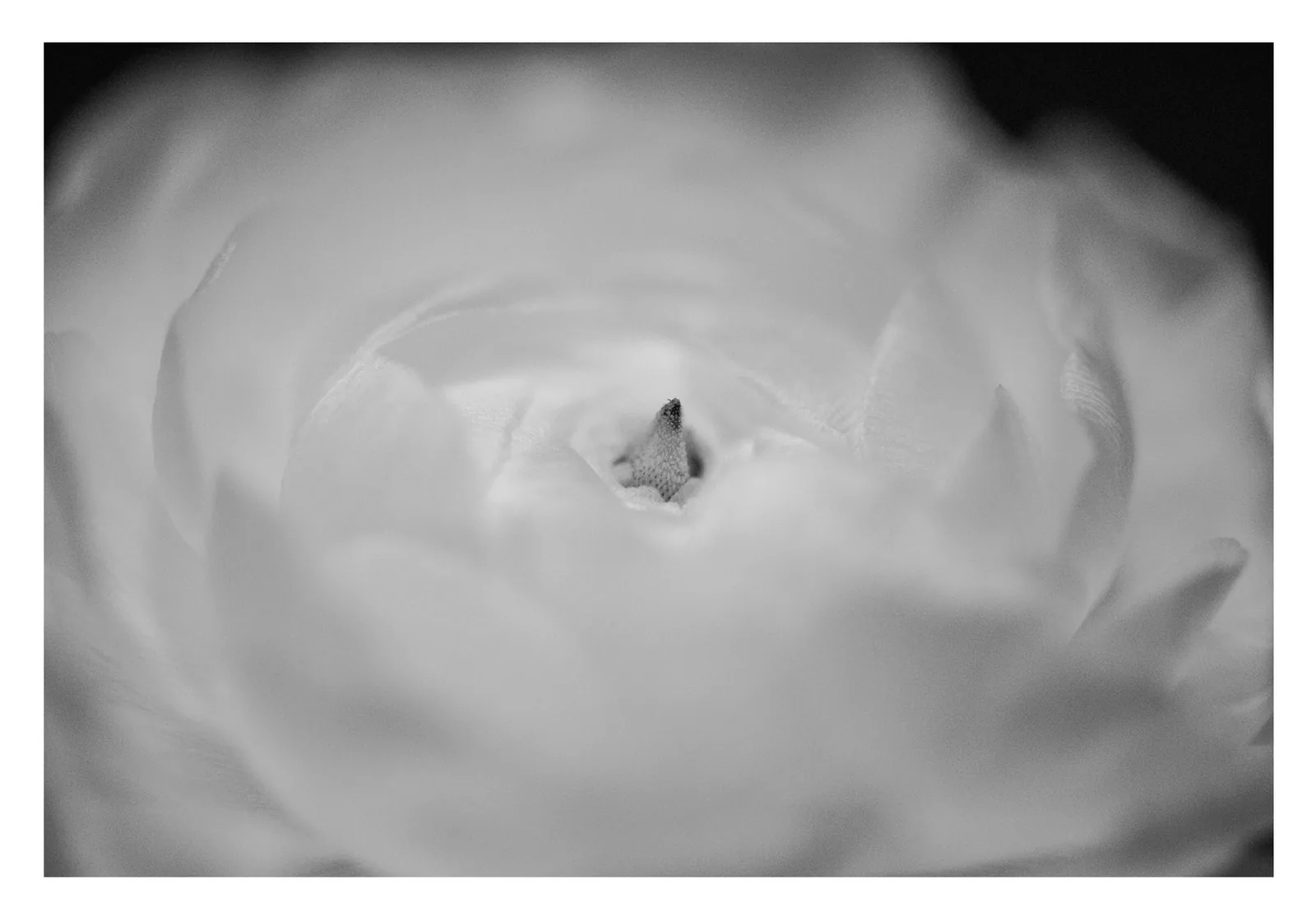 Postkarten Natur-Edition schwarz-weiß