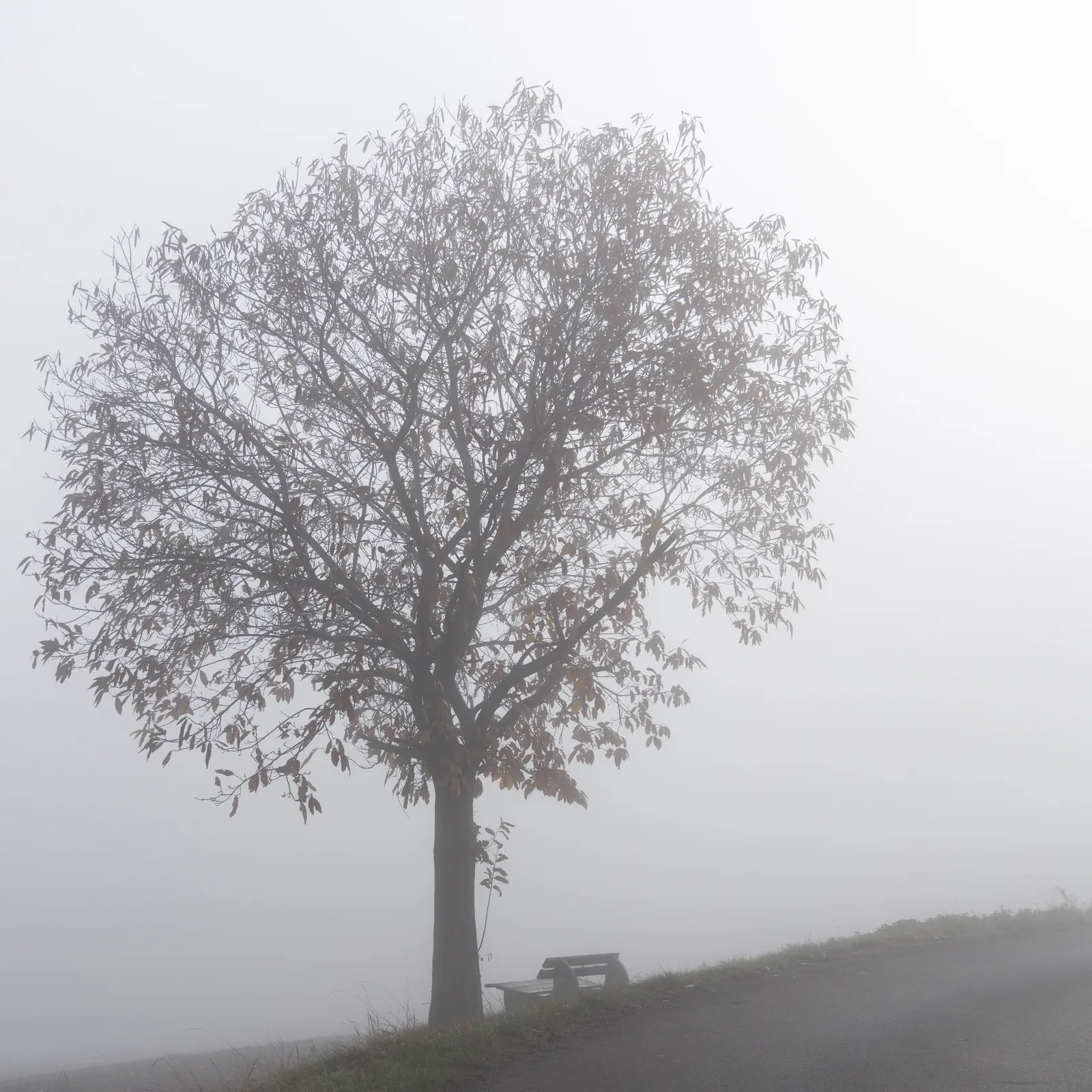 Squares Baum-schwarzweiß-Edition