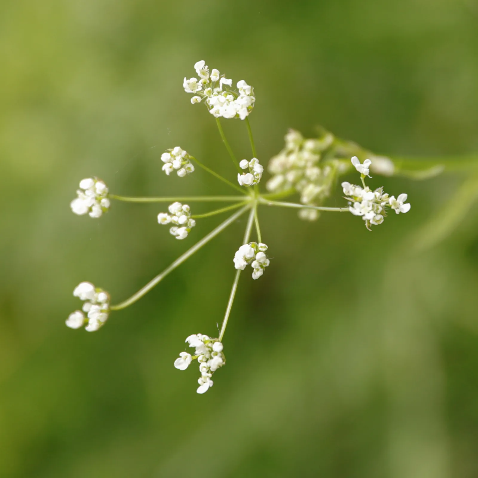 Squares Blüten-Edition